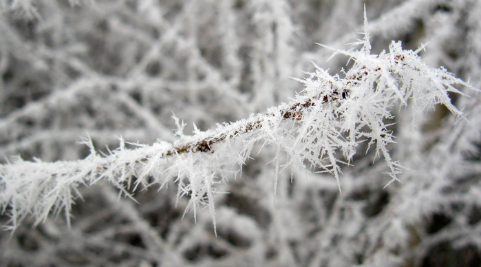 IMG_9035 (700x388, 320Kb)