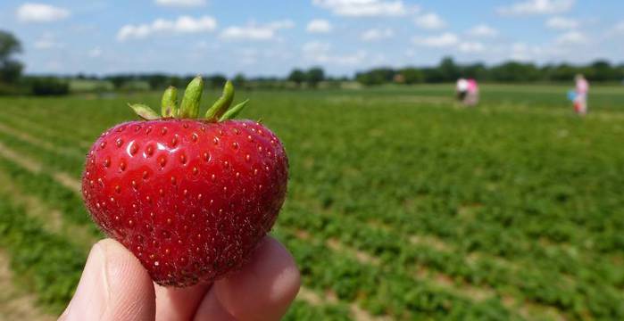 erdbeeren-pfluecken-2012-6da199c1-dcb0-4edc-a4b6-efa64a2d8762 (700x360, 26Kb)