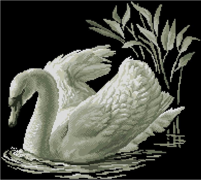 rto_m211_swan (700x625, 339Kb)