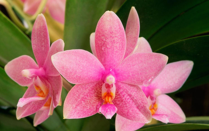орхидеи 4 (700x437, 297Kb)
