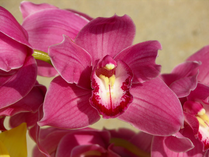 орхидеи 9 (700x525, 356Kb)
