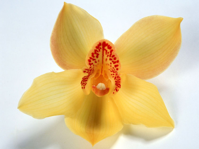 орхидеи 15 (700x525, 256Kb)