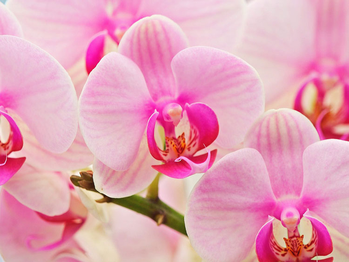 орхидеи 19 (700x525, 340Kb)