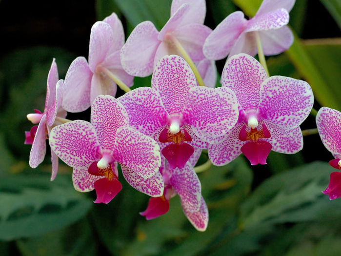 орхидеи 23 (700x525, 432Kb)