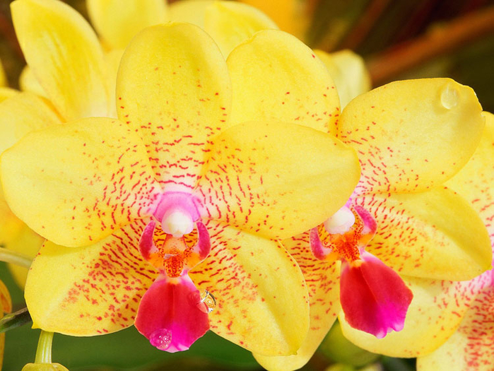 орхидеи 25 (700x525, 455Kb)
