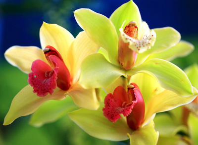 орхидеи 32 (400x294, 119Kb)