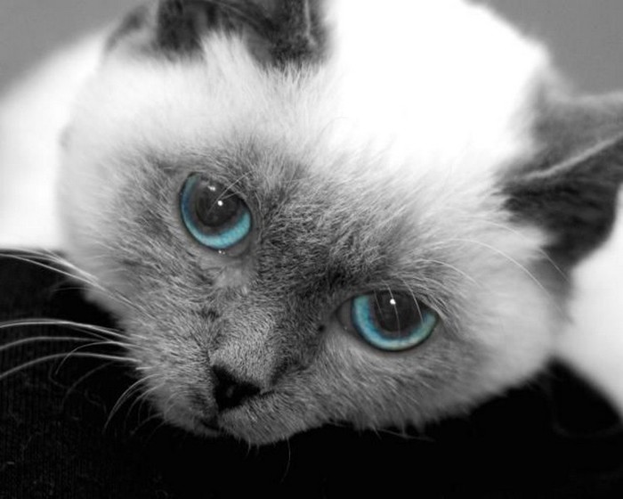 Умеют ли кошки грустить?