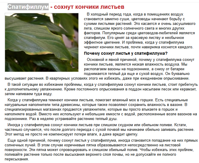 Спатифиллум почему желтеют листья Спатифиллум почему желтеют листья