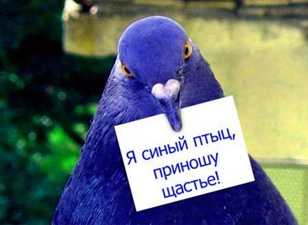 10435659_634057133372296_6761493431441542360_n (449x329, 140Kb)