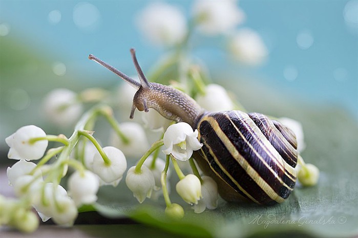 Incredible_Snails_08 (700x466, 60Kb)