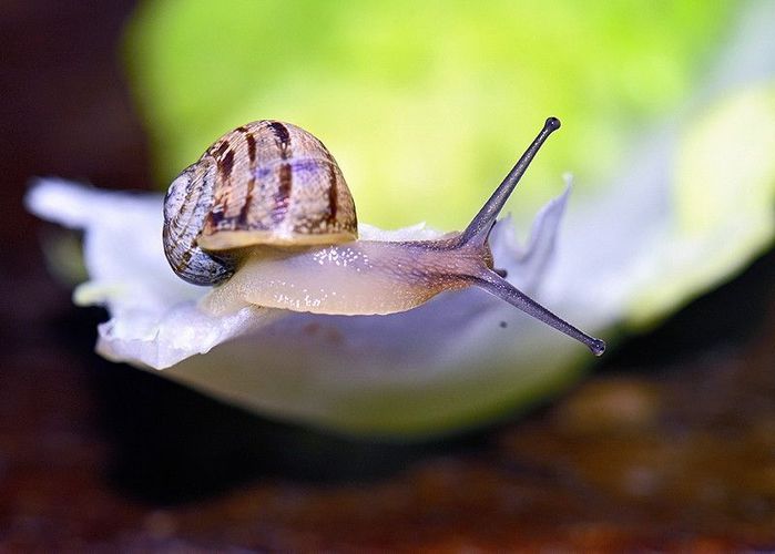 Incredible_Snails_12 (700x500, 37Kb)