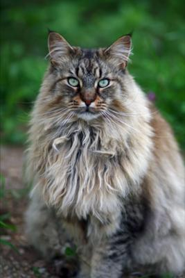 our-maine-coon-family-21561166 (267x400, 77Kb)