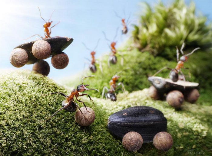 ants_set (700x516, 335Kb)