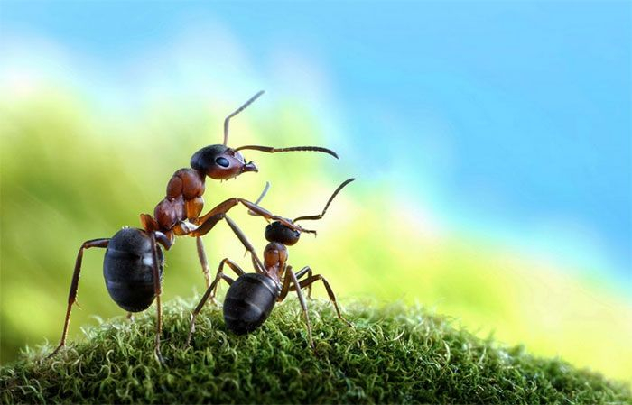 ants_sf2 (700x449, 220Kb)