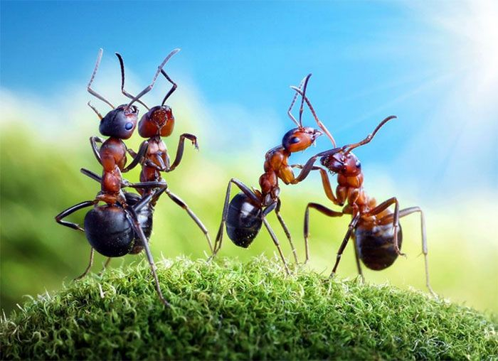 ants_sf9 (700x508, 304Kb)