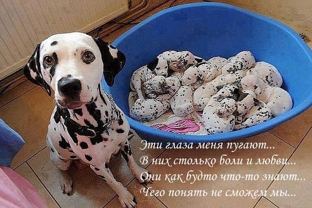 УЛЫБНИСЬ... /БРАТЬЯ НАШИ МЕНЬШИЕ/