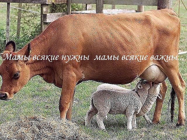 УЛЫБНИСЬ... /БРАТЬЯ НАШИ МЕНЬШИЕ/