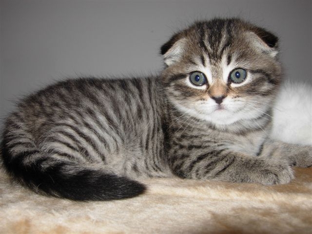 4622790_1718_1_ (640x480, 140Kb)