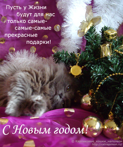 Поздравление С Новым Годом От Кота