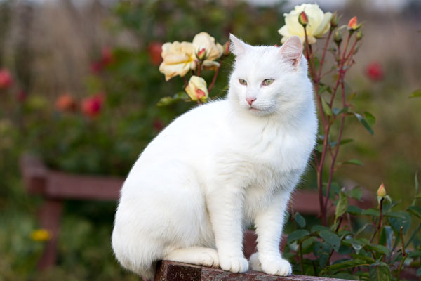 cats-lilies-white-in-garden-128176961 (600x400, 39Kb)