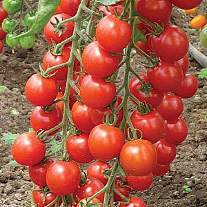 3925311_pomidori (300x300, 33Kb)