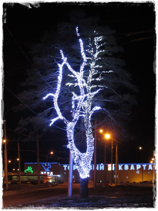 красивое деревоIMG_0488-20141222 (525x700, 337Kb)