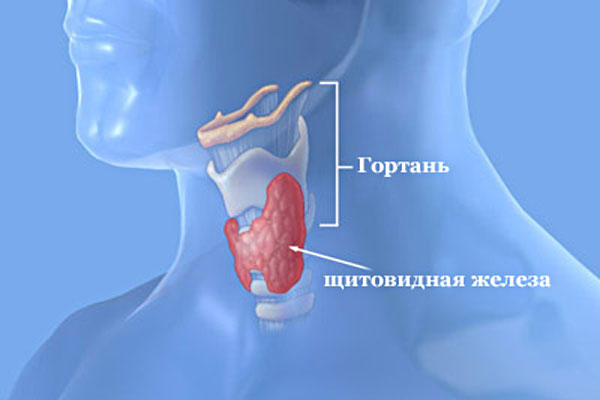 щитовидная железа (600x400, 23Kb)