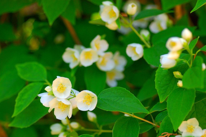 Philadelphus (700x466, 79Kb)