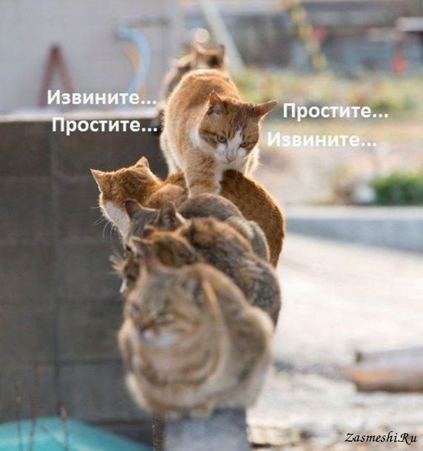 5680197_876Pardondamyigospoda (600x640, 66Kb)