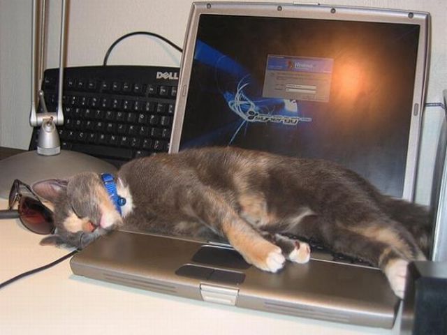 i_1626_napping-cats-024 (640x480, 56Kb)