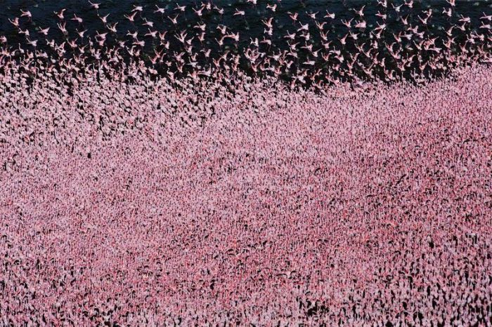 Миллион розовых фламинго1а (700x466, 472Kb)