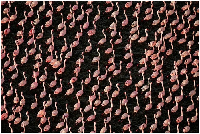 Миллион розовых фламинго6 (700x468, 482Kb)