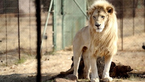 2-lion-bred-in-captivity-in-010 (500x282, 99Kb)
