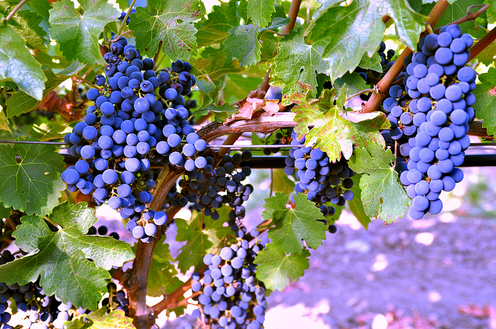 Napa-grapes (700x464, 626Kb)