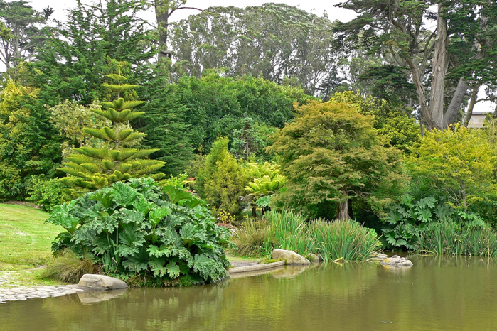 San_Francisco_Botanical_Garden_pond_2 (700x466, 526Kb)