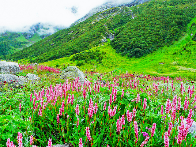 Valea-Florilor-din-India-Parcul-National-Valea-Florilor-4 (640x480, 472Kb)