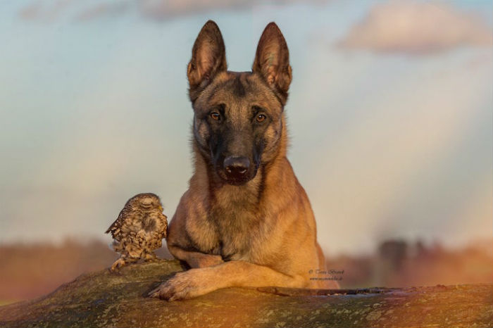 Трогательная дружба совы и собаки4 (700x466, 143Kb)