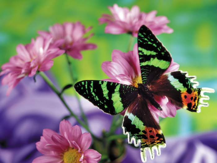 Beautiful_butterfly_cryazone.com (700x525, 388Kb)