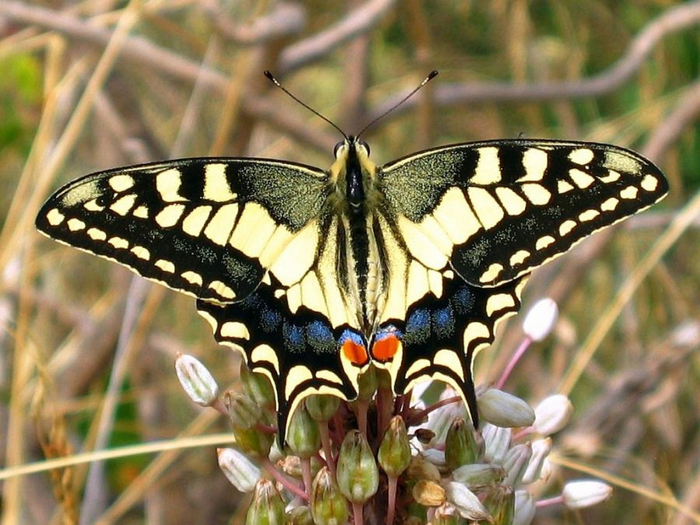 gandex.ru-18509_8768_butterfly- (700x525, 432Kb)