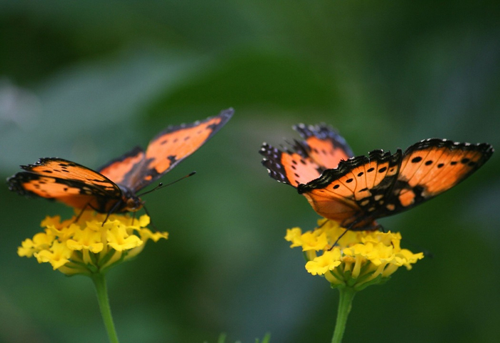 twobutterflies2 (700x480, 259Kb)