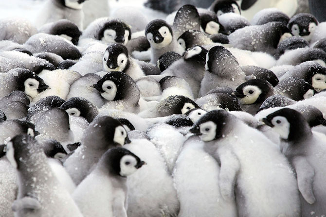 императорские пингвины фото 5 (670x447, 220Kb)