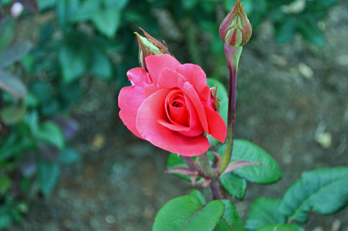 Самые красивые розы в городе Портленд штата Орегон5 (700x464, 347Kb)