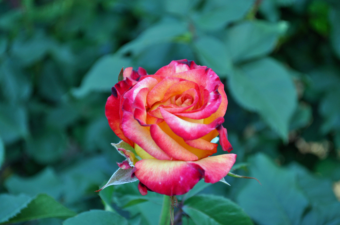 Самые красивые розы в городе Портленд штата Орегон7 (700x464, 355Kb)