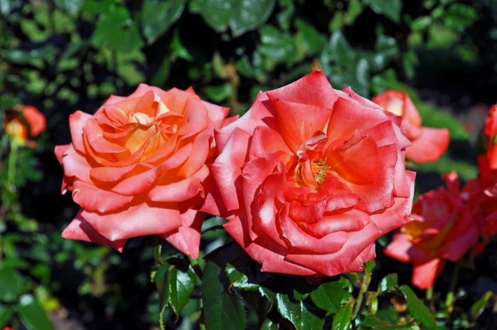 Самые красивые розы в городе Портленд штата Орегон9 (700x464, 423Kb)