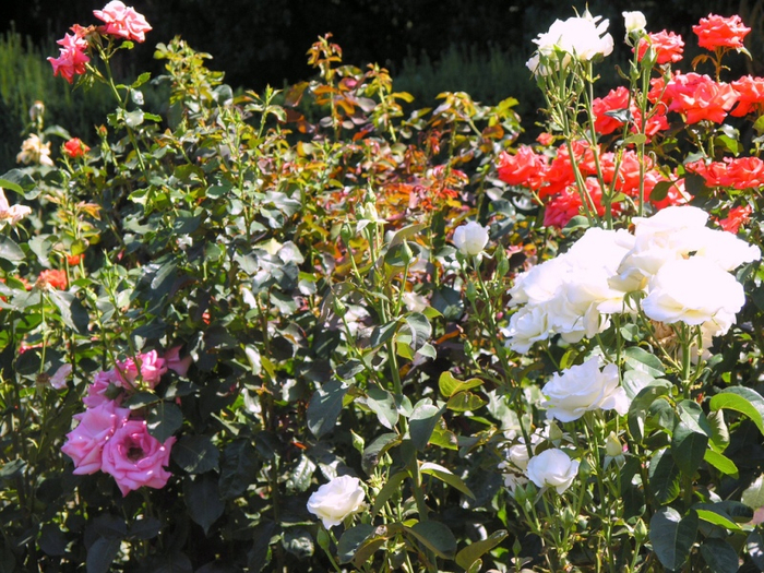 Самые красивые розы в городе Портленд штата Орегон11 (700x525, 546Kb)