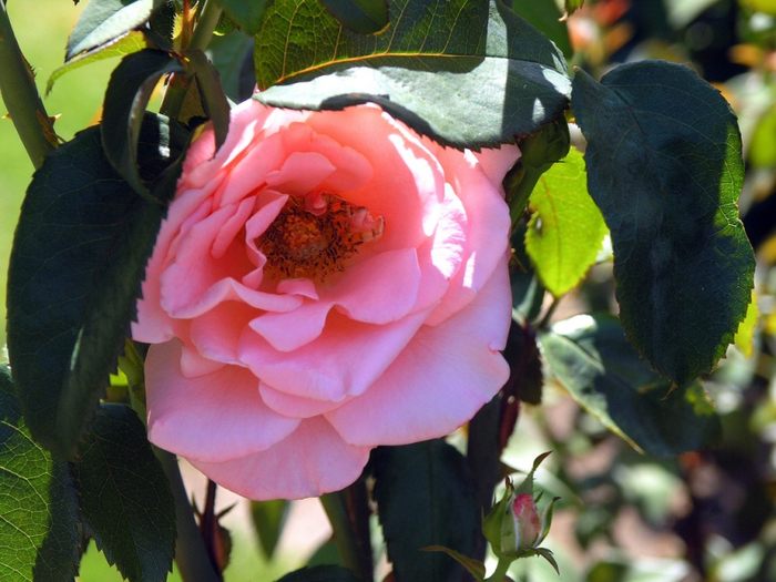 Самые красивые розы в городе Портленд штата Орегон13 (700x525, 410Kb)