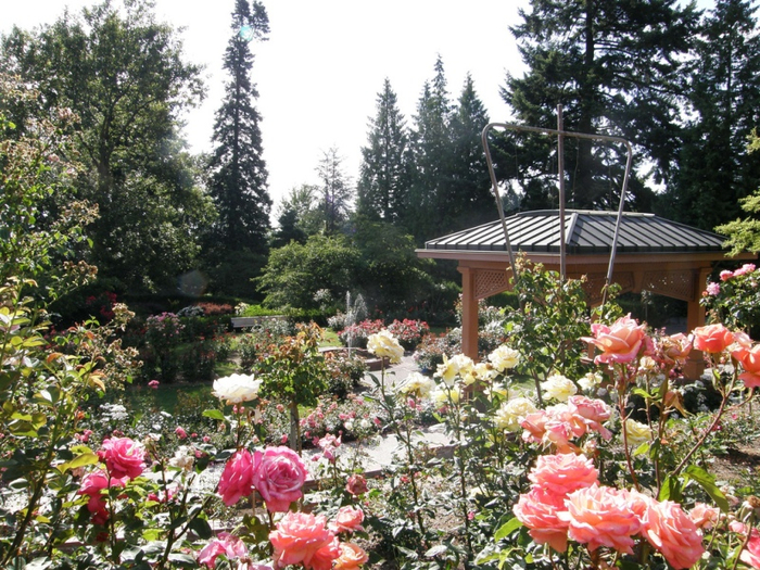 Самые красивые розы в городе Портленд штата Орегон15 (700x525, 538Kb)