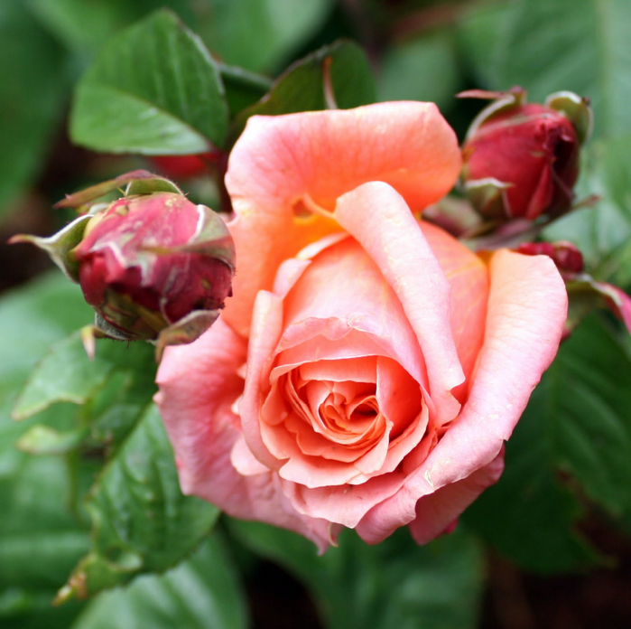 Самые красивые розы в городе Портленд штата Орегон20 (700x696, 453Kb)