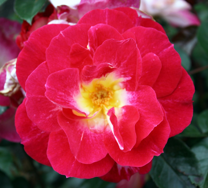 Самые красивые розы в городе Портленд штата Орегон34 (700x633, 413Kb)