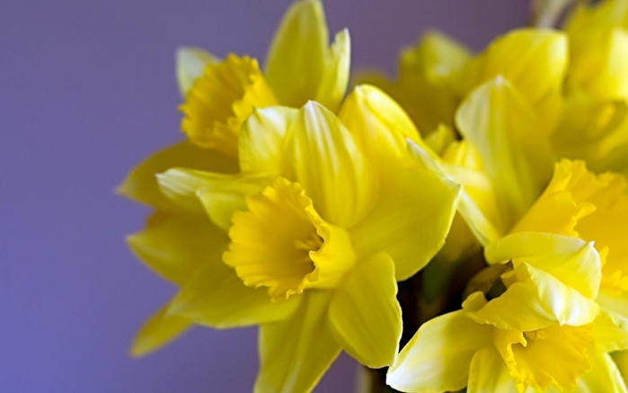 1901311_daffodils09_czmj_ncsa (700x437, 141Kb)